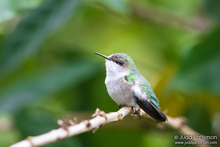 Vervain Hummingbird, Blue Mountains National Park, Jamaica